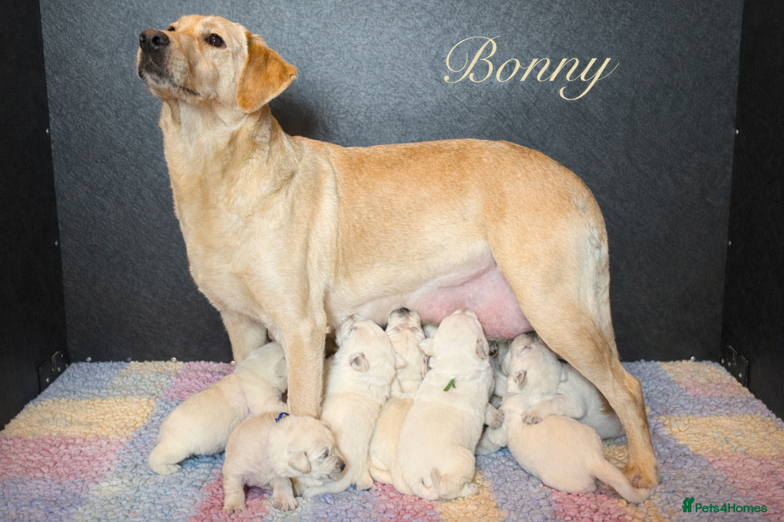 Labrador Retriever dogs 10 chunky Yellow/white labs 280 plus clear DNA - Advert 4