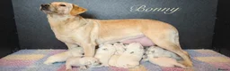 Labrador Retriever dogs for sale: 10 chunky Yellow/white labs 280 plus clear DNA - Advert 4