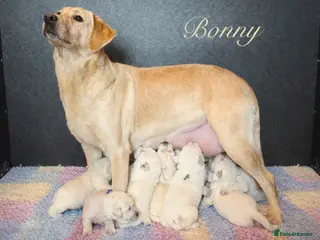 Labrador Retriever dogs 10 chunky Yellow/white labs 280 plus clear DNA - Advert 4