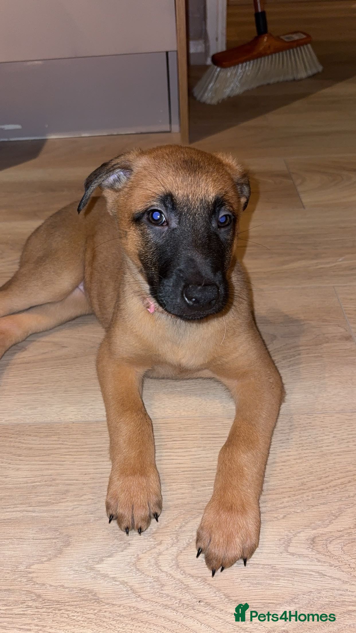 Belgian Shepherd Dog dogs 8 week old Belgian malinois bitch  - Advert 2