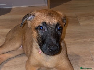 Belgian Shepherd Dog dogs 8 week old Belgian malinois bitch - Advert 1