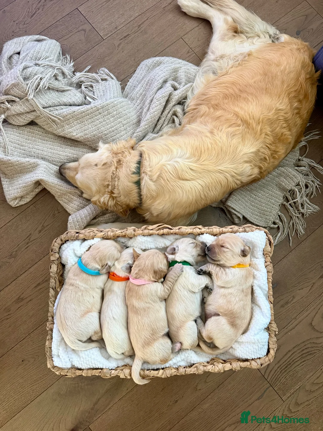 Golden Retriever dogs for sale: Golden Retriever Puppies  - Advert 2