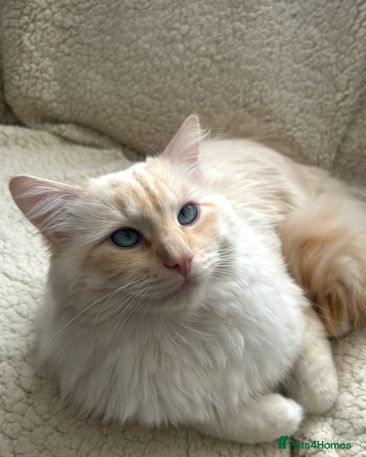 Mixed Breed cats for sale: Beautiful half ragdoll kittens 💖 - Advert 5