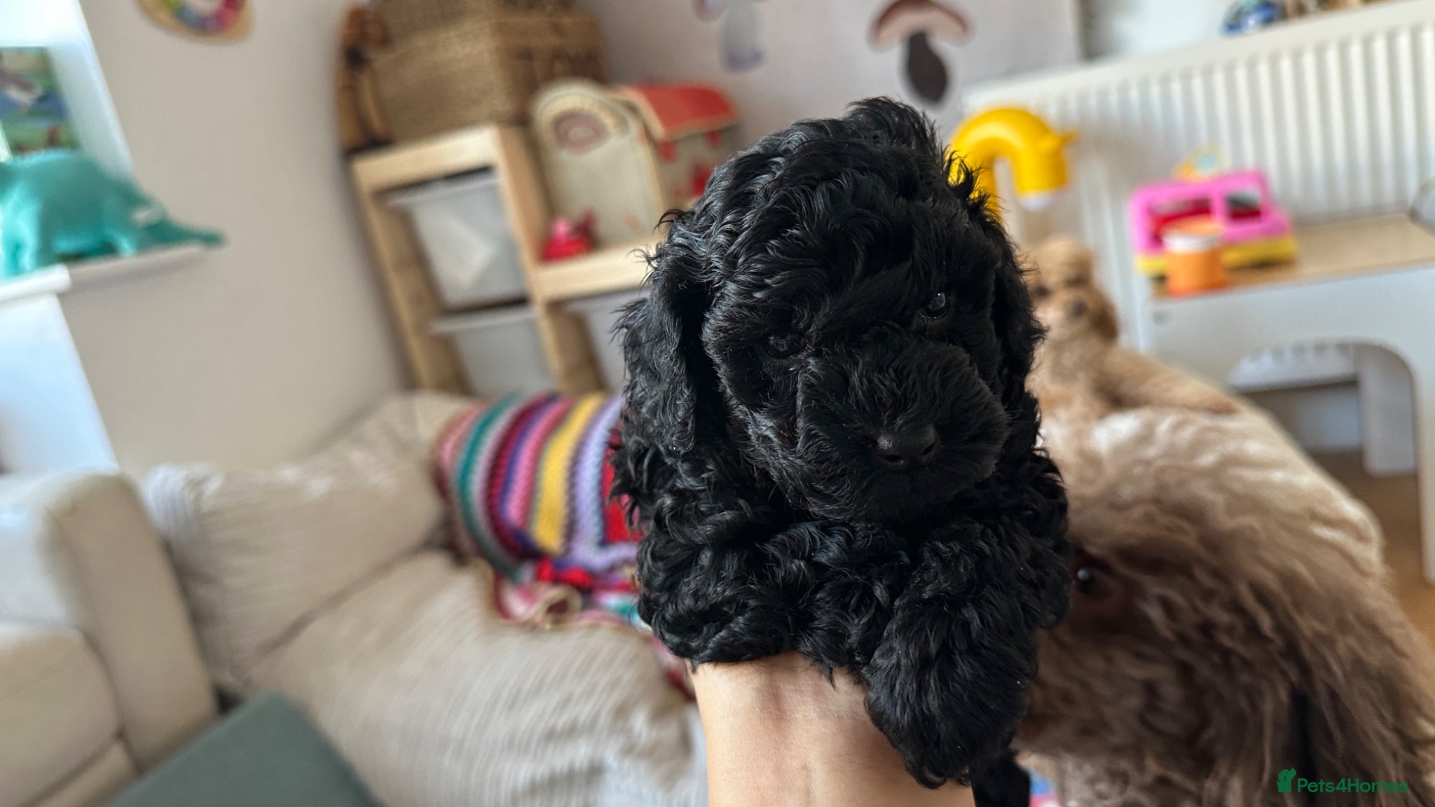 Toy Poodle dogs Two toy poodles  - Advert 2