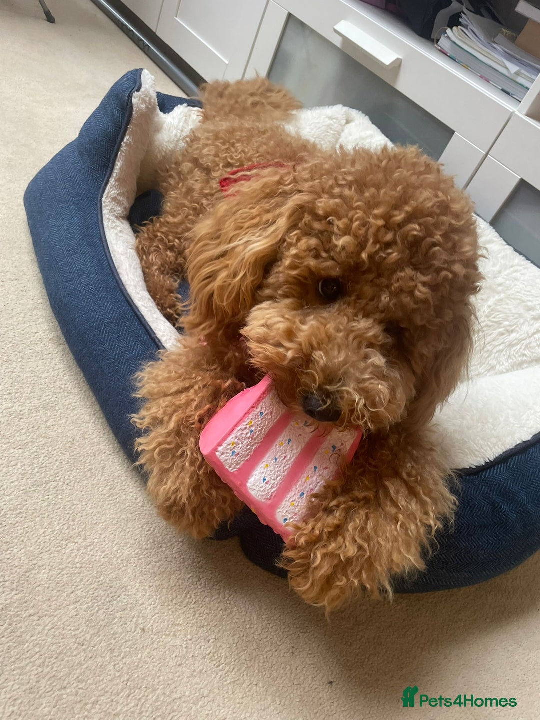 Labradoodle dogs for sale: Miniature Labradoodle  - Advert 9