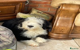 Old English Sheepdog dogs for sale: Old English sheep dog  - Image 2