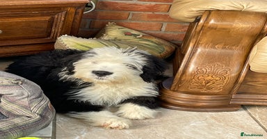 Old English Sheepdog dogs - Advert 2