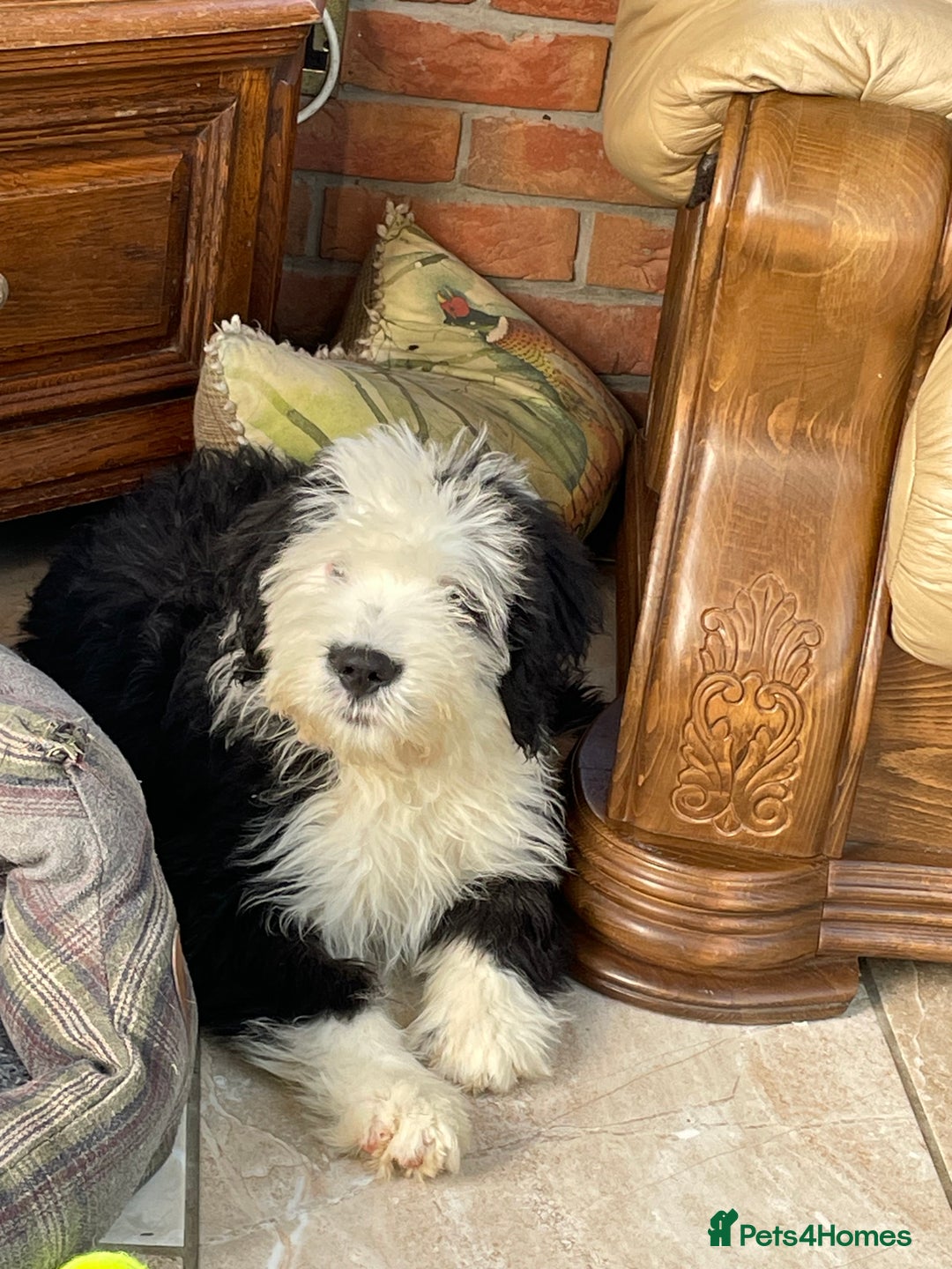 Old English Sheepdog dogs for sale: Old English sheep dog  - Image 2
