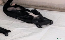 Mixed Breed dogs for sale: Beautiful Labrador x Staffys - Image 9