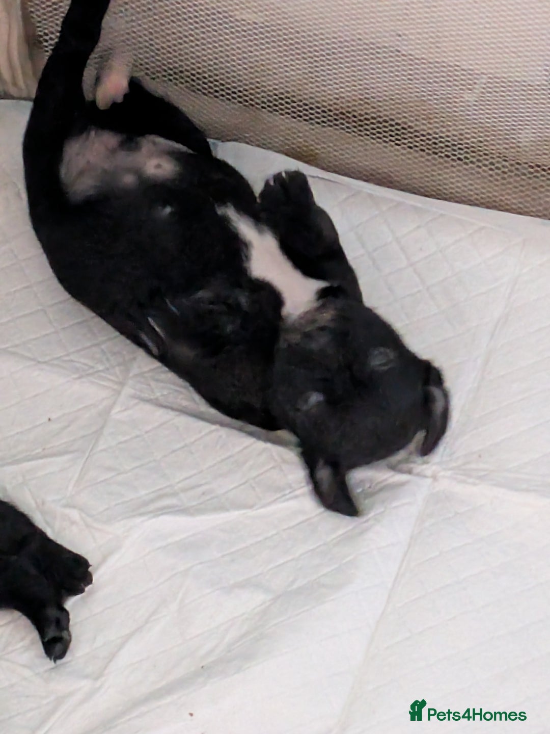 Mixed Breed dogs for sale: Beautiful Labrador x Staffys - Image 9