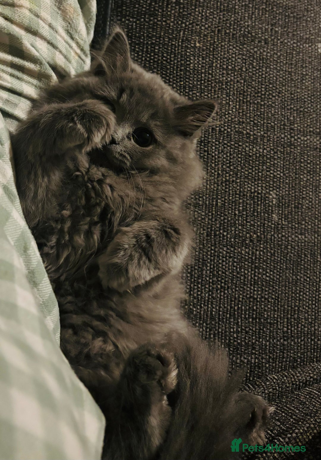 British Longhair cats for sale: Beautiful British Longhair Cat - Advert 3