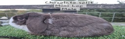 Mini Lop rabbits for sale: Various Mini Lops  - Advert 17