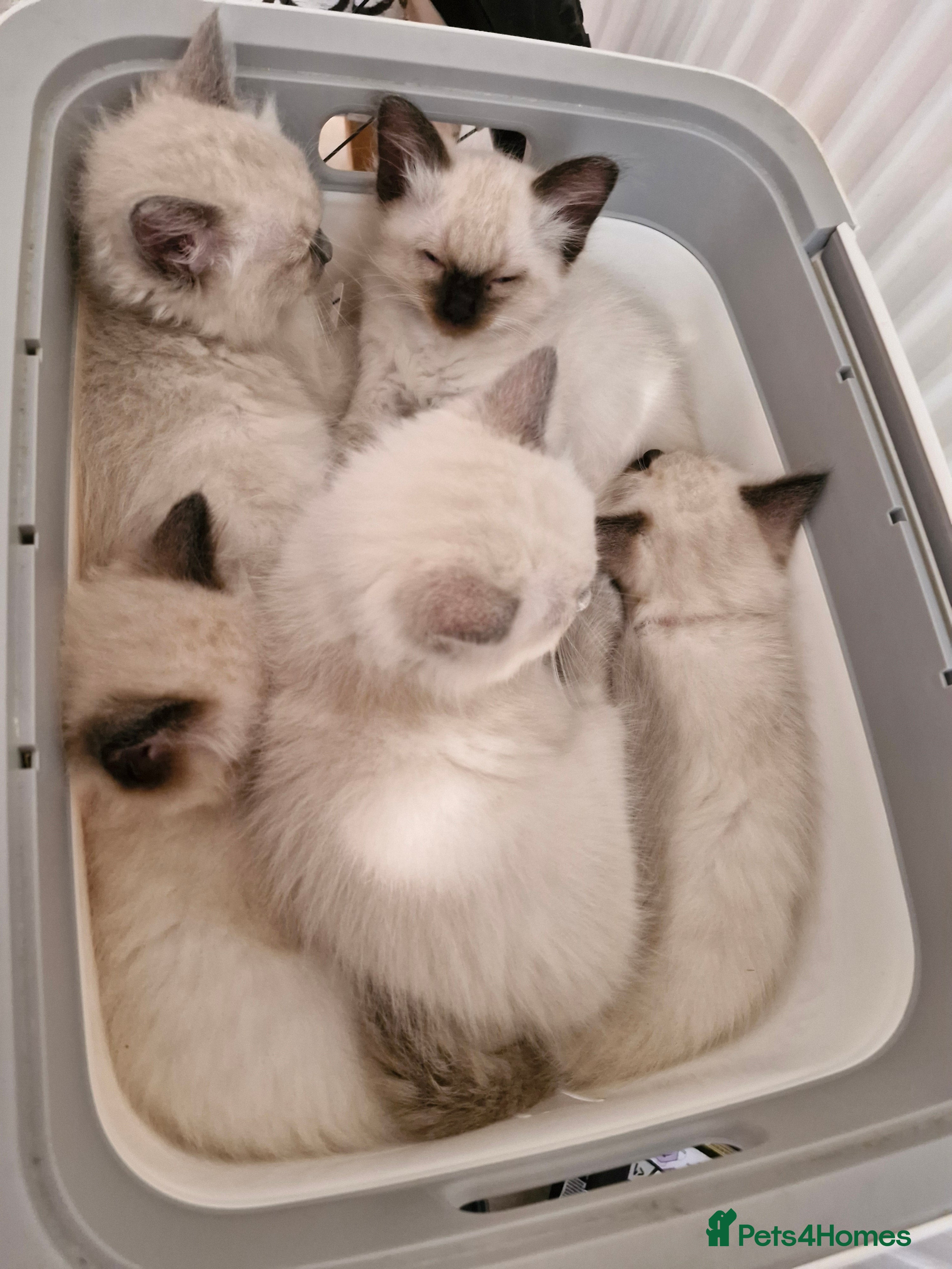 Ragdoll cats Pute bred Bluepoint ragdoll kittens - Advert 1