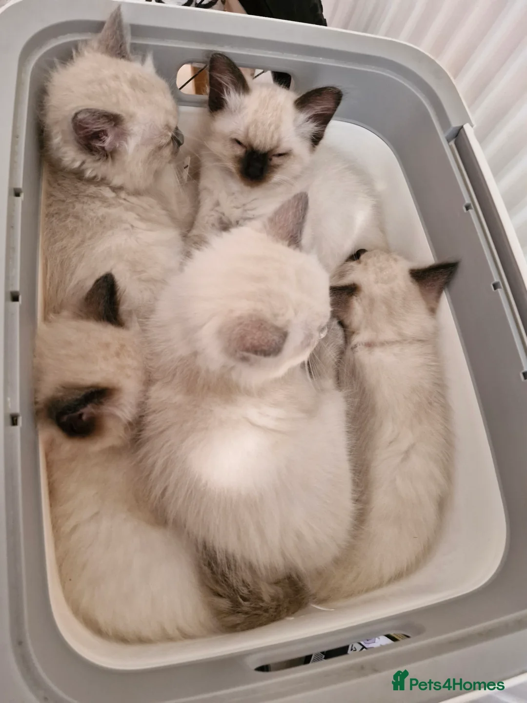 Ragdoll cats for sale: Pute bred Bluepoint ragdoll kittens - Advert 1