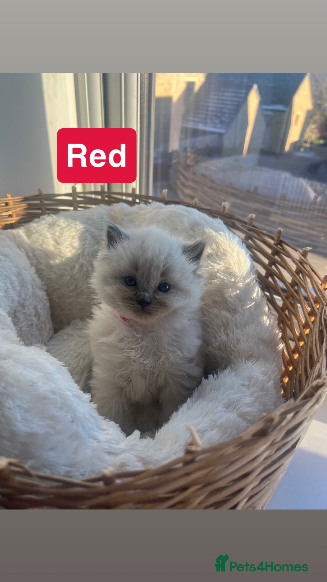 Ragdoll cats 🤍5 gorgeous female ragdoll kittens for sale🤍 - Advert 1
