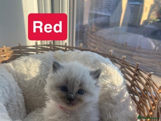 Ragdoll cats 🤍5 gorgeous female ragdoll kittens for sale🤍 - Advert 4