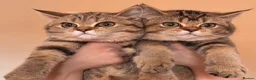 British Shorthair cats for sale: Beautiful Golden British Shorthair Kittens  - Advert 18