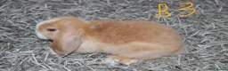 Mini Lop rabbits for sale: 5 Mini Lop / Mini Plush Babies - Advert 11