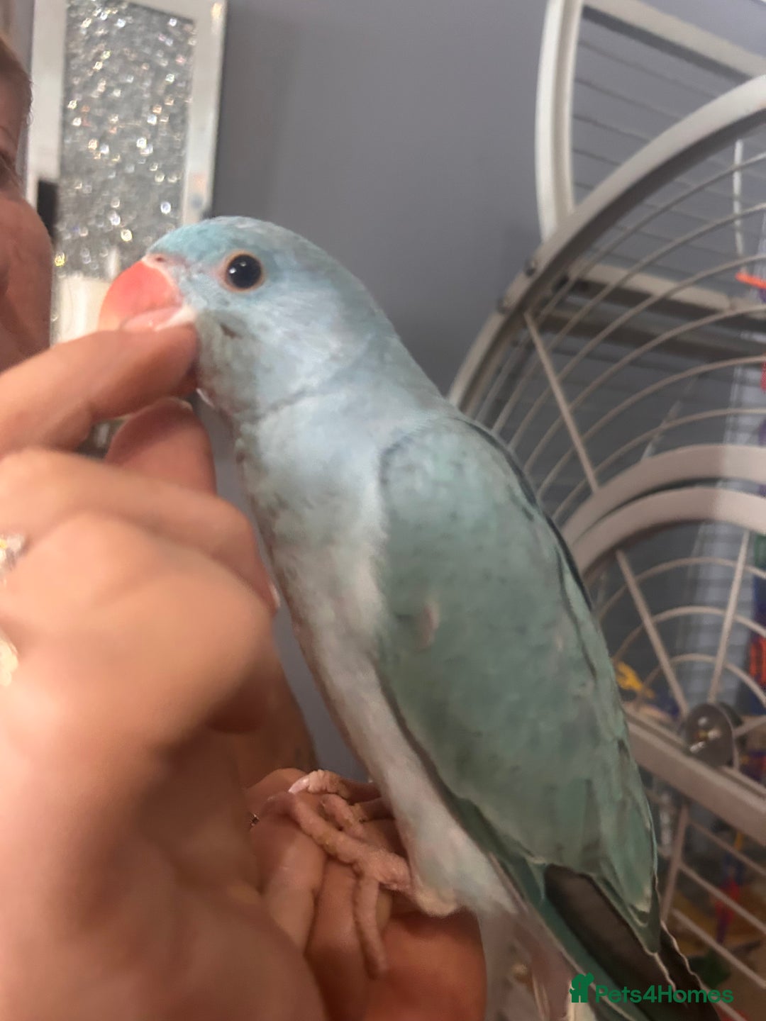 Ringnecks birds for sale: Gorgeous Male HandReared Blue Indian Ringneck £550 - Image 6
