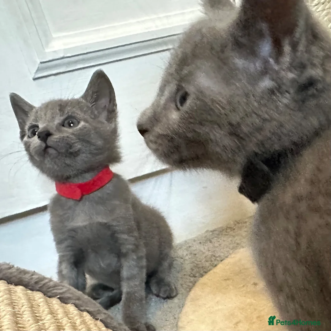 Russian Blue cats for sale: Russian Blue Kittens - Advert 1