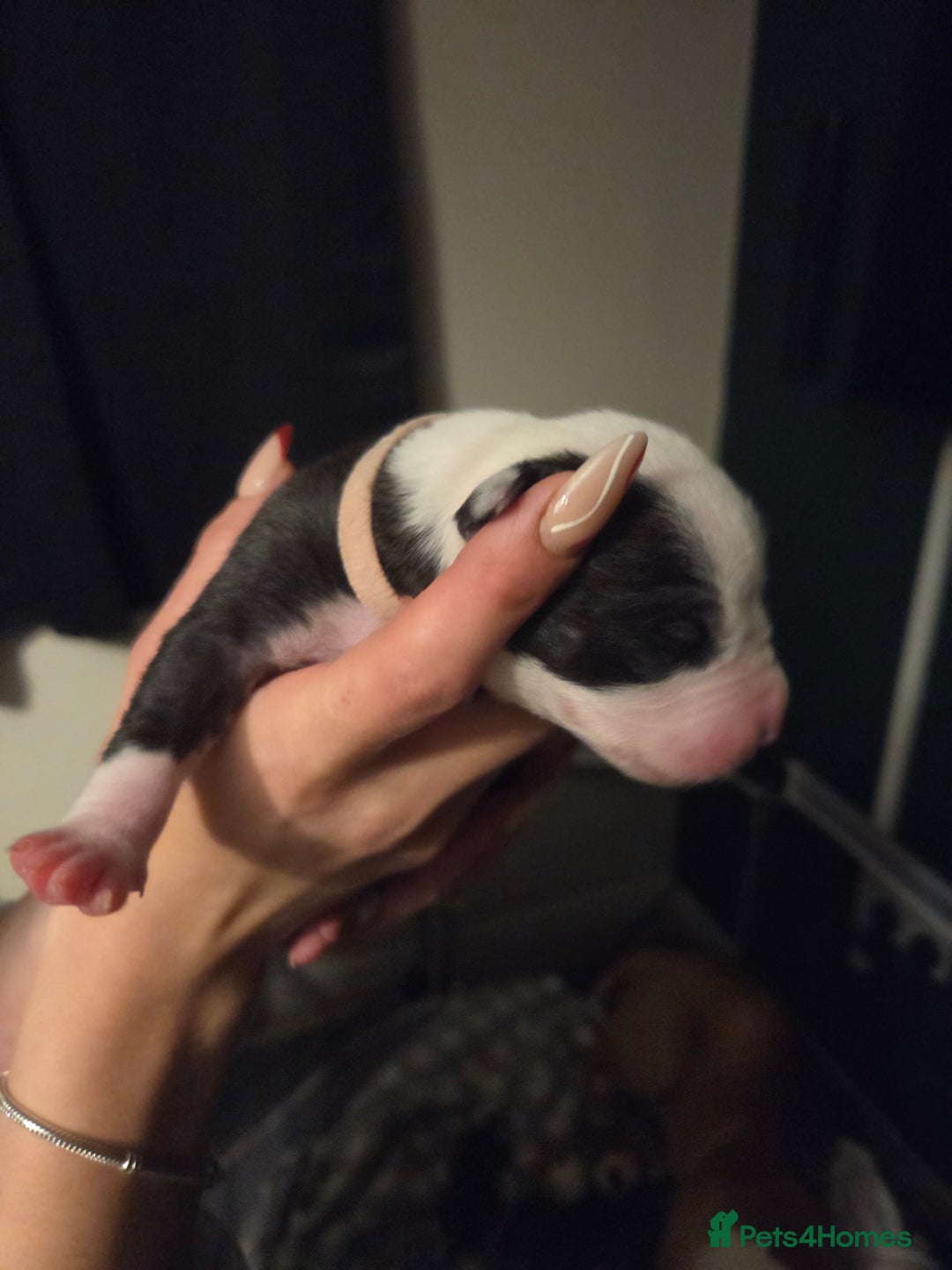 American Bulldog dogs for sale: American bulldog puppies  - Image 18