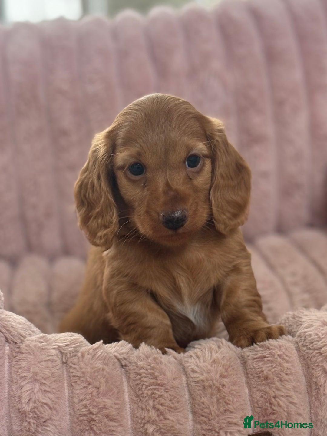 Dachshund dogs for sale: Beautiful miniature long hair dachshund - Image 13