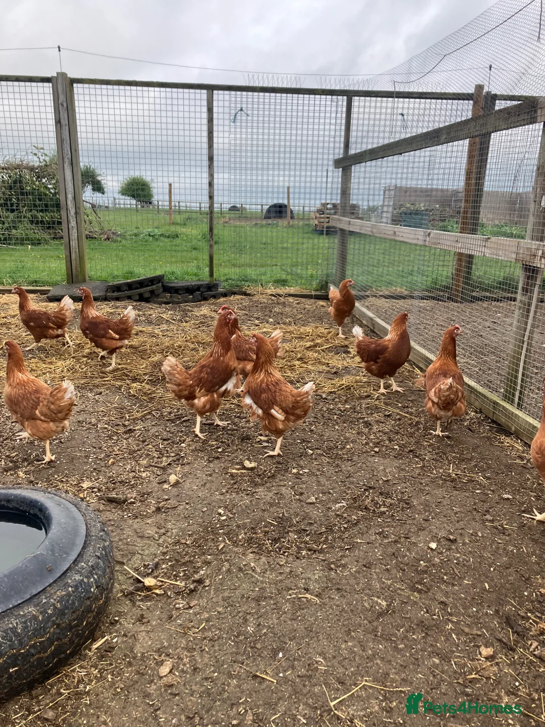 Chickens poultry for sale: Point of lay hydrid hens for sale  - Advert 7