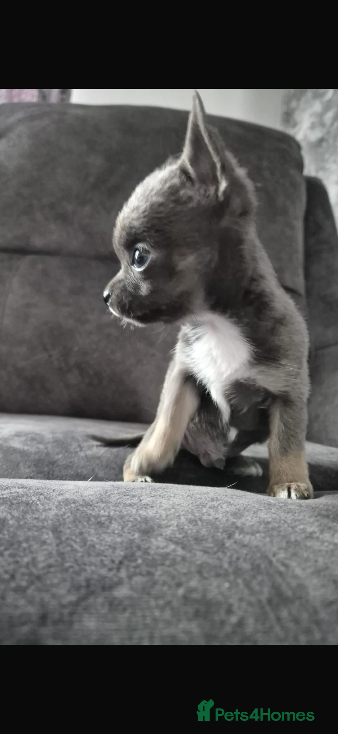 Chihuahua dogs for sale: 1 Tri male chihuahua - Advert 1