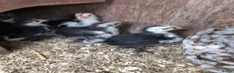 Mixed Breed birds for sale: Pekin chicks - Advert 3