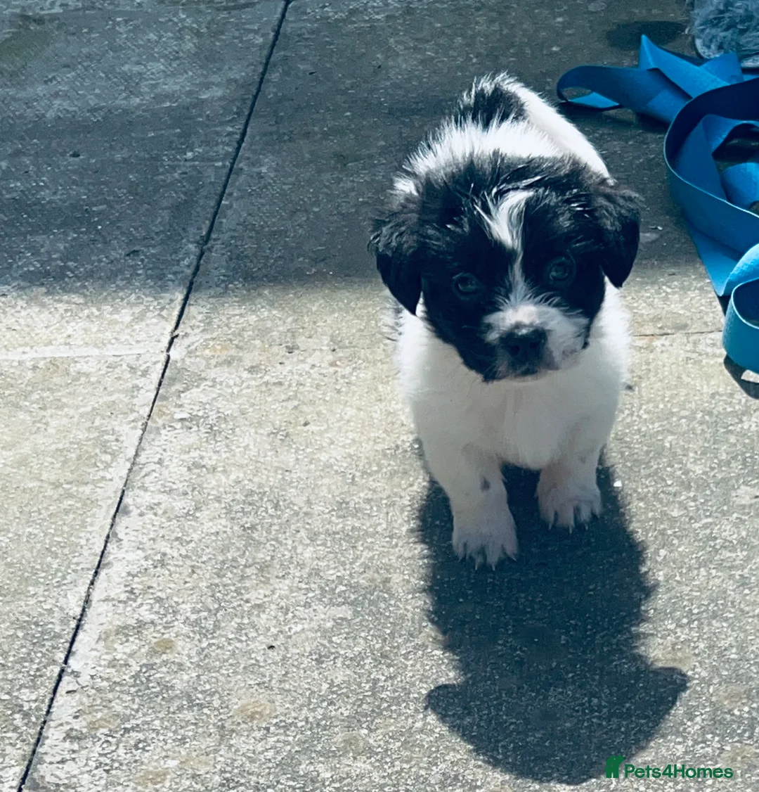 Malshi dogs for sale: Male Malshi pup in Crewe - Advert 11