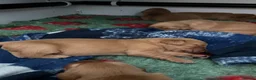 Golden Retriever dogs for sale: Beautiful litter of dark red golden retriever pups - Advert 3