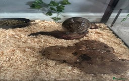 Degus rodents for sale: 2 Degus brothers for sale age 1.5 years - Image 1