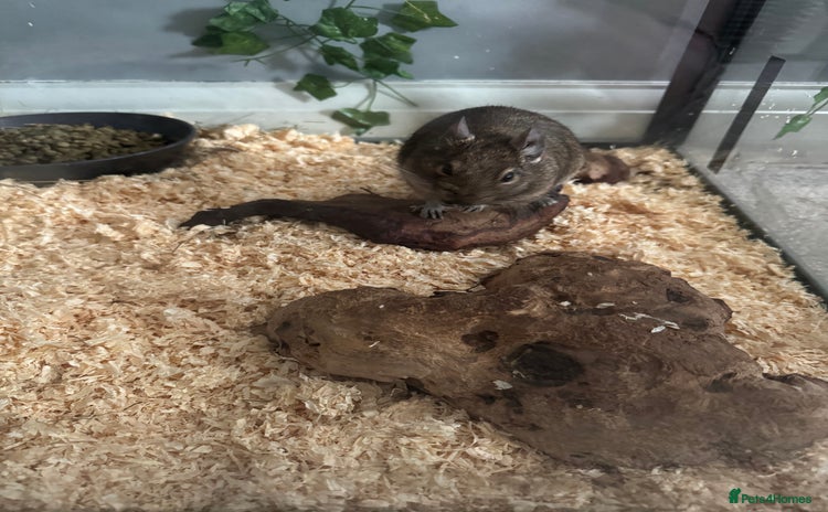 Degus rodents - Advert 1