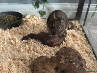 Degus rodents - Advert 4