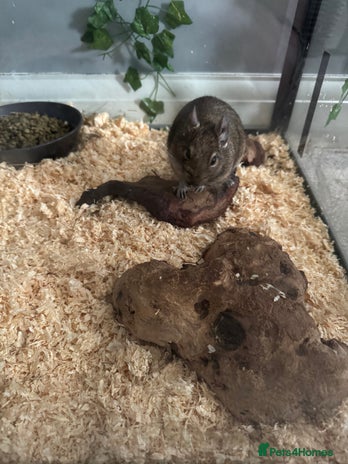 Degus rodents - Advert 4