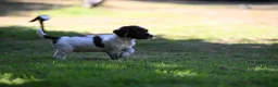 English Springer Spaniel dogs for sale: Kennel club registered Springer Spaniel Puppies - Advert 24