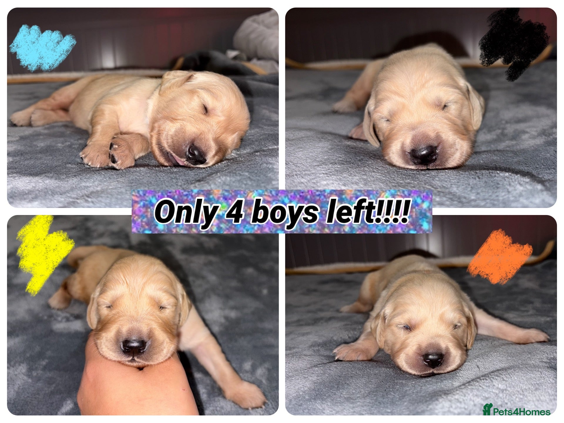 Golden Retriever dogs GOLDEN RETRIEVER PUPPIES  - Advert 10