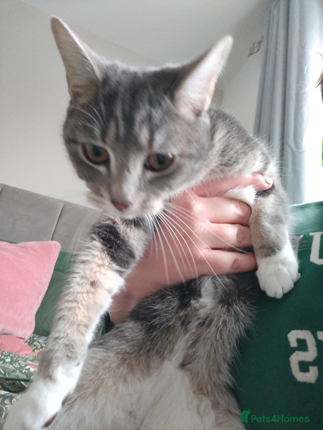 Mixed Breed cats for sale: Female Grey Tabby Kitten (10 months old) - Advert 2