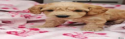 Cockapoo dogs for sale: Miniature cockapoo puppies  - Advert 21