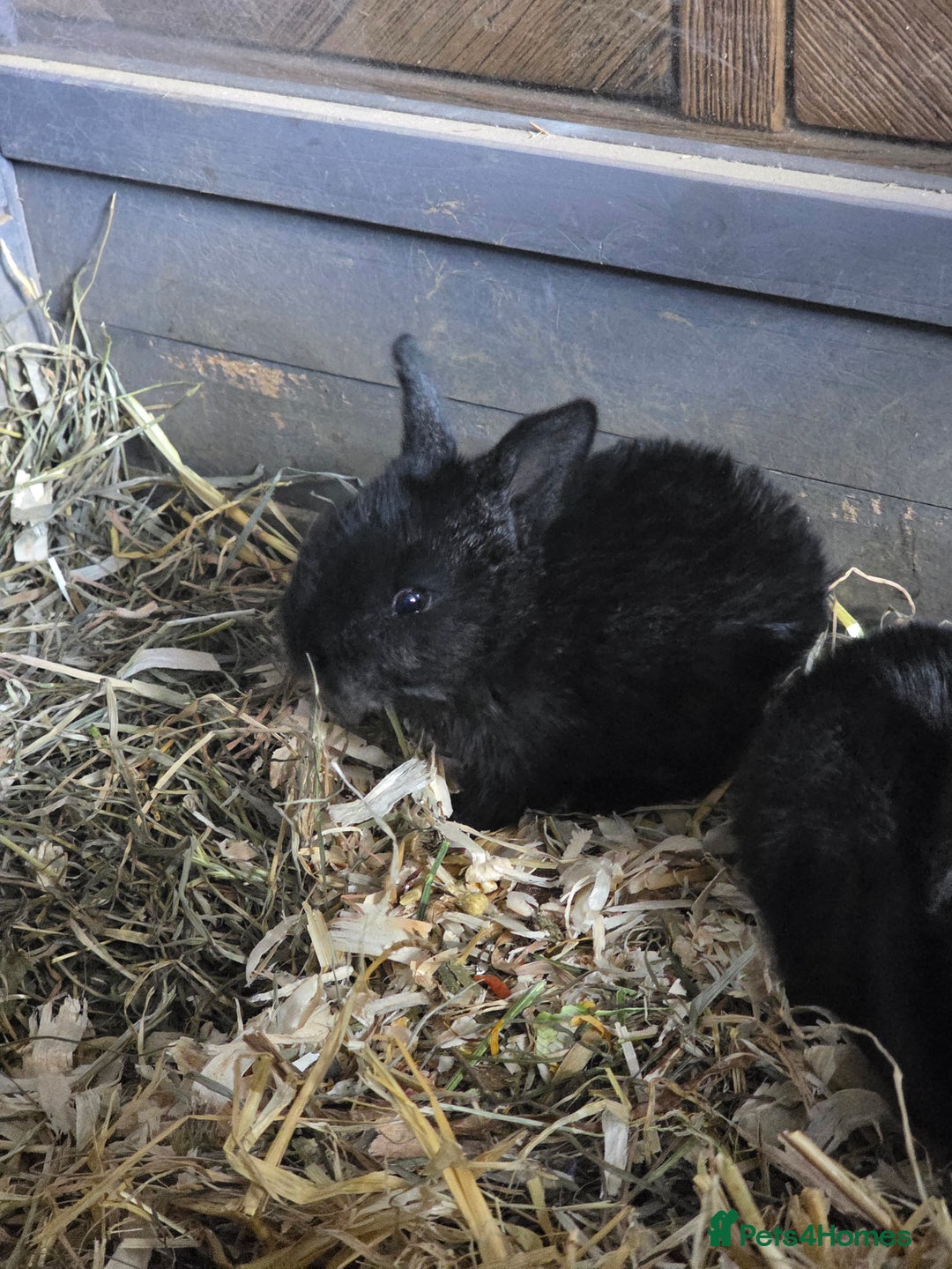 Continental Giant rabbits for sale: Black continental rabbits  - Advert 3
