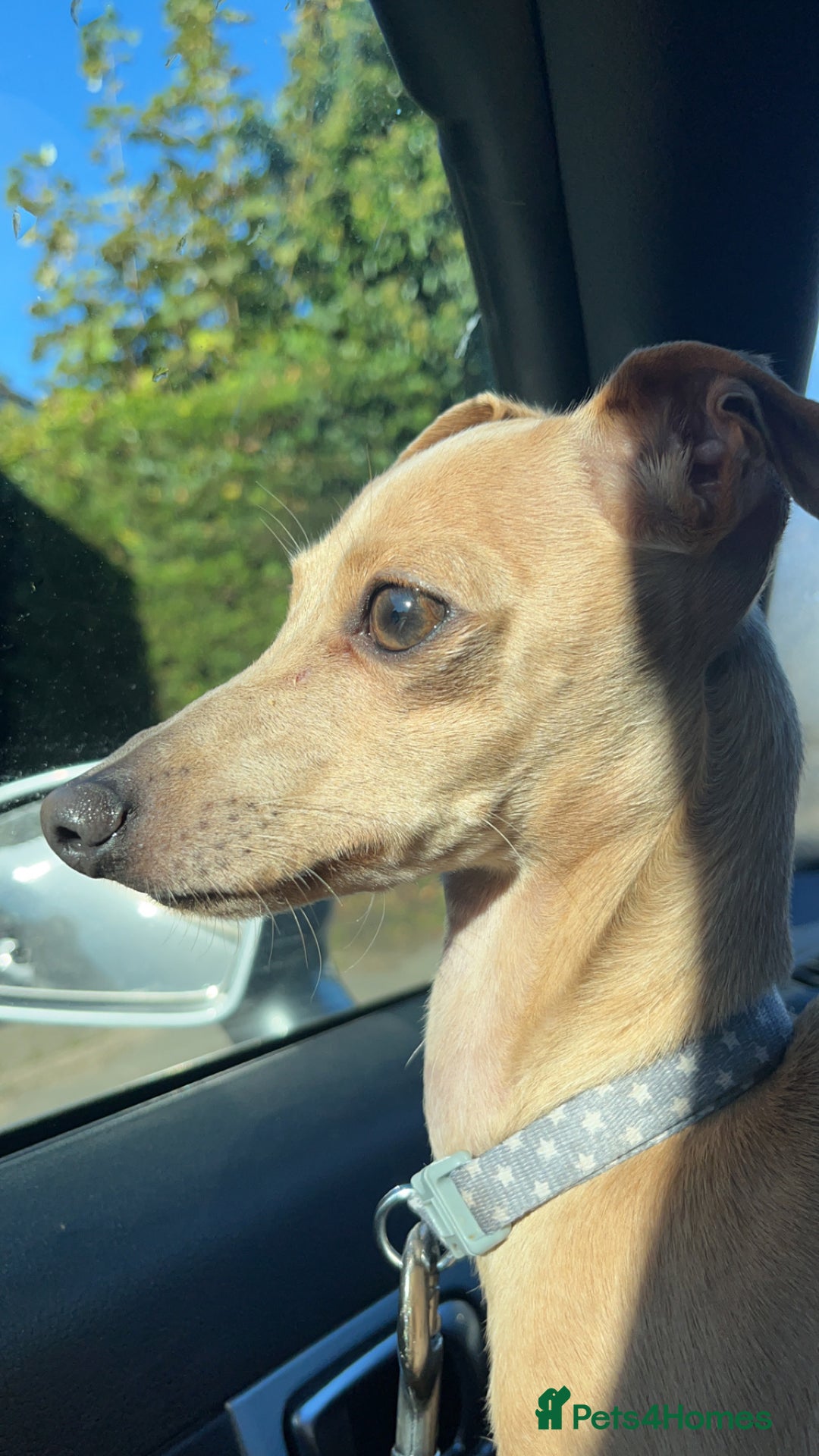 Italian Greyhound dogs for stud: Tiny stud with larger than life personality - Image 2