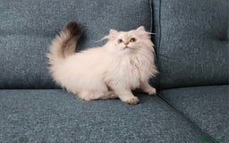 Scottish Fold cats for sale: Excellent Scottish straight girl ready to go in Erith - Image 8