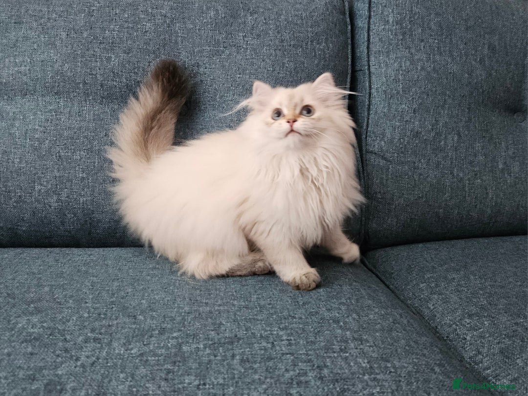 Scottish Fold cats for sale: Excellent Scottish straight girl ready to go in Erith - Image 8