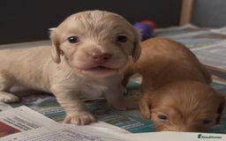 Miniature Dachshund dogs for sale: Red & Shaded Cream! KC Mini Long Haired Dachshunds - Image 14