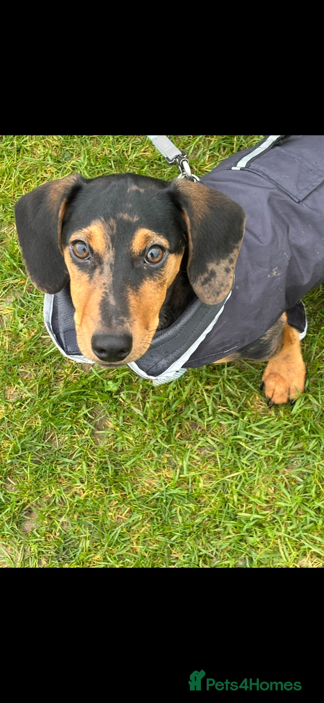 Mixed Breed dogs for sale: Handsome boy  - Advert 4