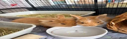 Lionhead rabbits for sale: Lion Head Cross bunnies  in Inverness - Advert 4