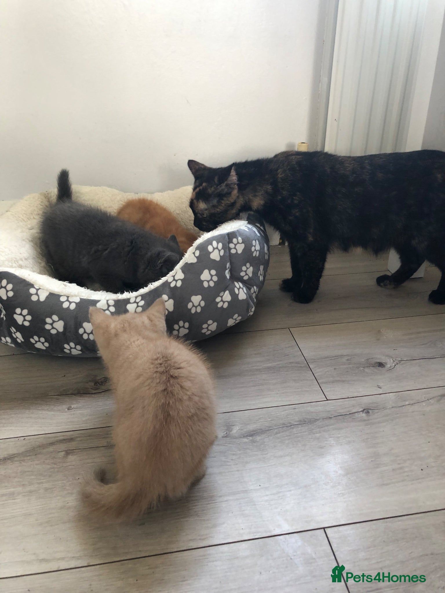 Scottish Fold cats Adorable half Scottish fold kittens (mixbreed) - Advert 14