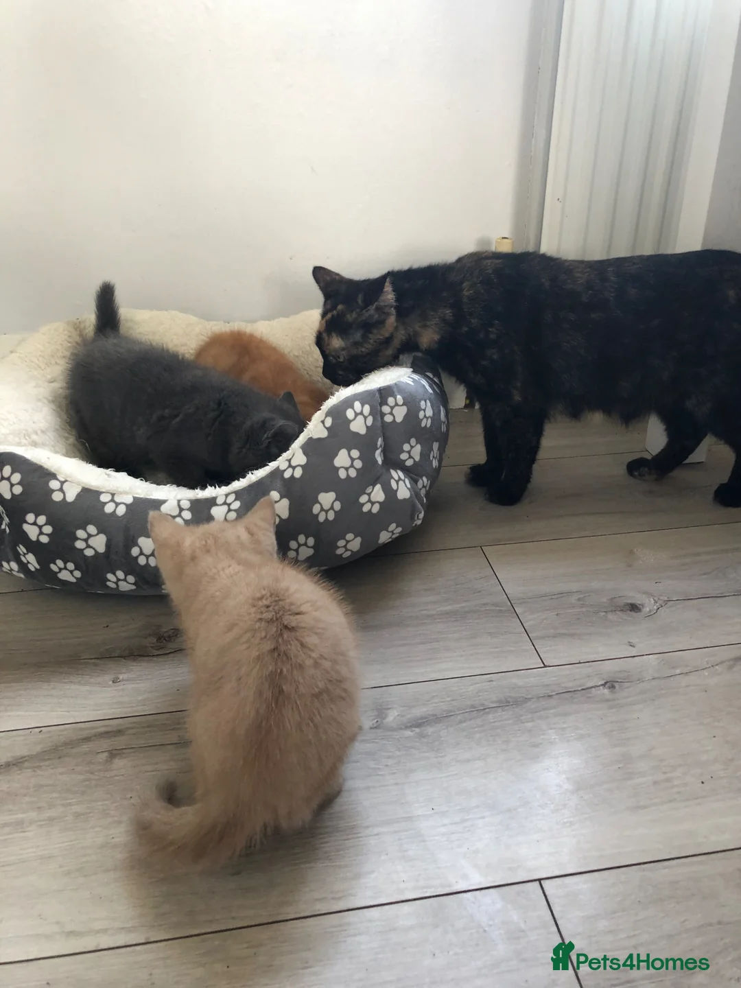 Scottish Fold cats for sale: Adorable half Scottish fold kittens (mixbreed) in Cleckheaton - Advert 1