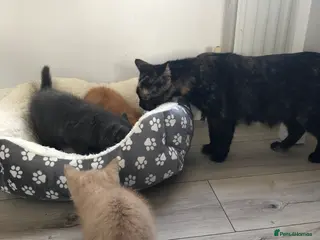 Scottish Fold cats Adorable half Scottish fold kittens (mixbreed) - Advert 14