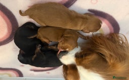 Cavalier King Charles Spaniel dogs for sale: Cavalier King Charles  - Image 25